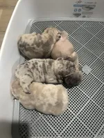 Luna , a female French Bulldog for sale in Georgetown, TX – 2 of 2