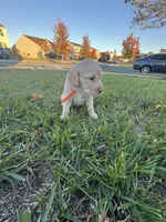 Bella, a female Cockapoo and Labrador Retriever for sale in Stephens City, VA – 2 of 3