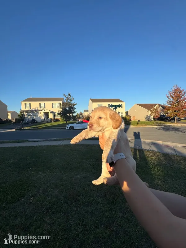 Alana – Cockapoo, Labrador Retriever puppy for sale in Stephens City, VA
