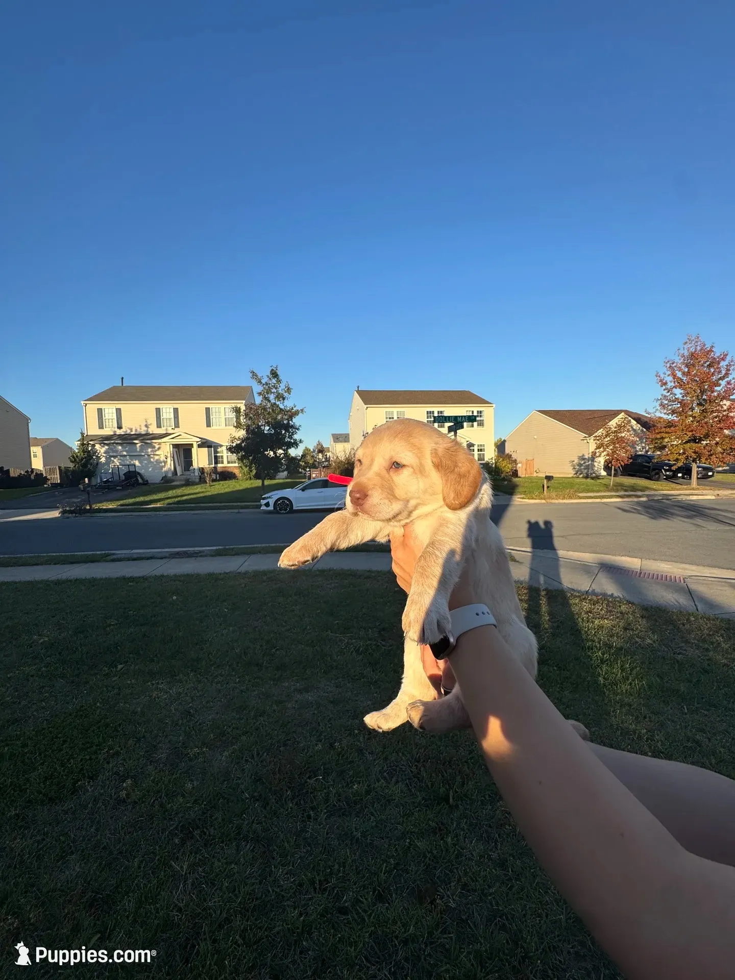Alana, a female Cockapoo and Labrador Retriever for sale in Stephens City, VA – 1 of 3