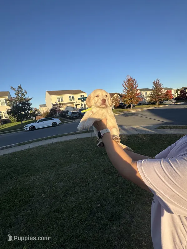 Princess  – Cockapoo, Labrador Retriever puppy for sale in Stephens City, VA