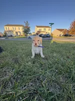Cinnamon , a female Labrador Retriever for sale in Stephens City, VA – 2 of 3