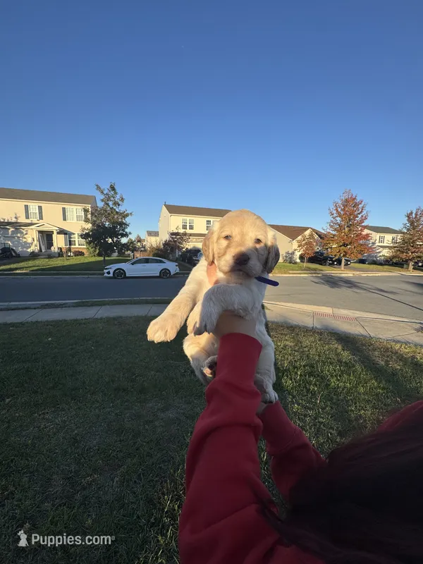 Cinnamon  – Labrador Retriever puppy for sale in Stephens City, VA
