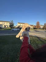 Cinnamon , a female Labrador Retriever for sale in Stephens City, VA – 1 of 3