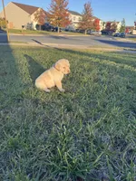 Bruno , a male Cockapoo and Labrador Retriever for sale in Stephens City, VA – 2 of 3
