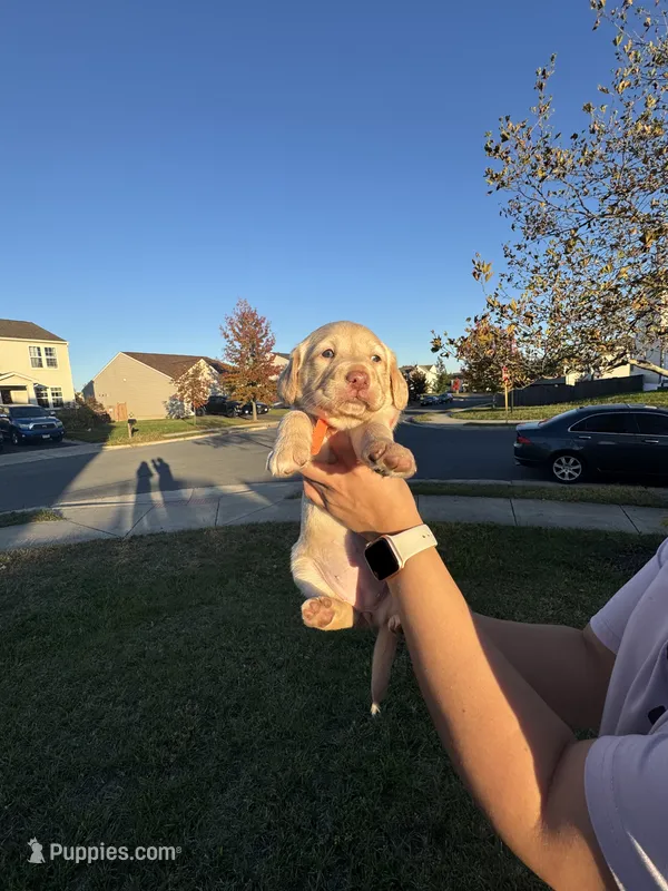 Bella – Cockapoo, Labrador Retriever puppy for sale in Stephens City, VA