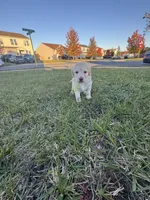 Princess , a female Cockapoo and Labrador Retriever for sale in Stephens City, VA – 2 of 3