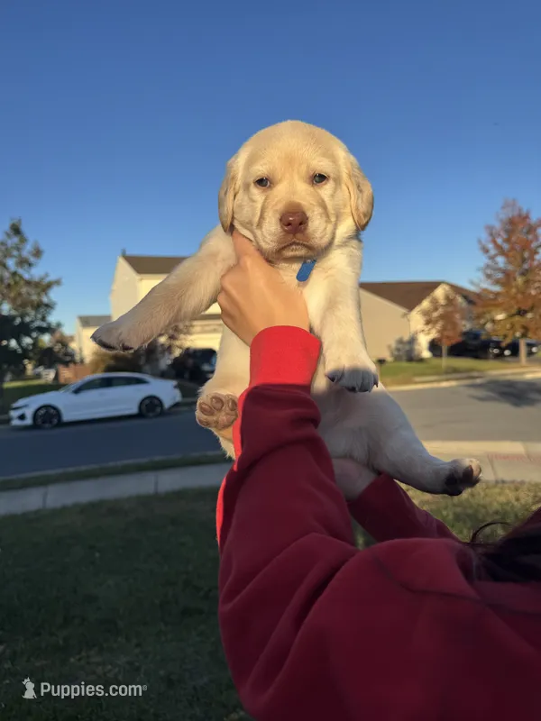 Bruno  – Cockapoo, Labrador Retriever puppy for sale in Stephens City, VA