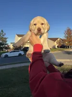 Bruno , a male Cockapoo and Labrador Retriever for sale in Stephens City, VA – 1 of 3