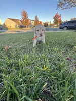 Bella, a female Cockapoo and Labrador Retriever for sale in Stephens City, VA – 3 of 3