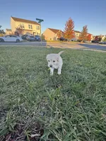 Princess , a female Cockapoo and Labrador Retriever for sale in Stephens City, VA – 3 of 3