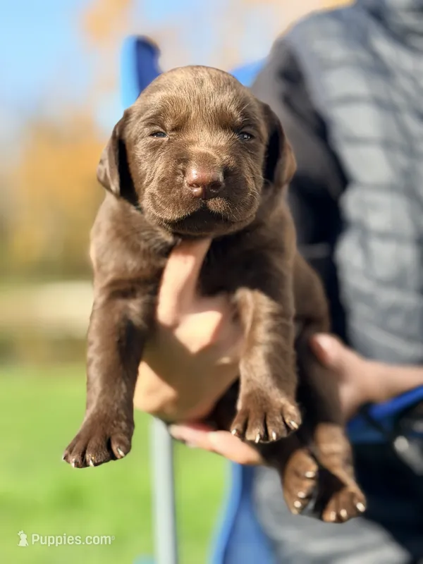 Chocolate Male – Labrador Retriever puppy for sale in Reedsville, WI