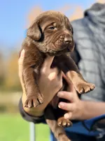 Chocolate  - Male, a male Labrador Retriever for sale in Reedsville, WI – 1 of 1
