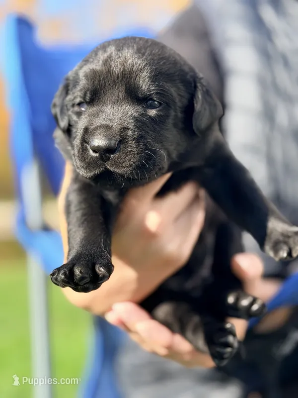 Black -   Male – Labrador Retriever puppy for sale in Reedsville, WI