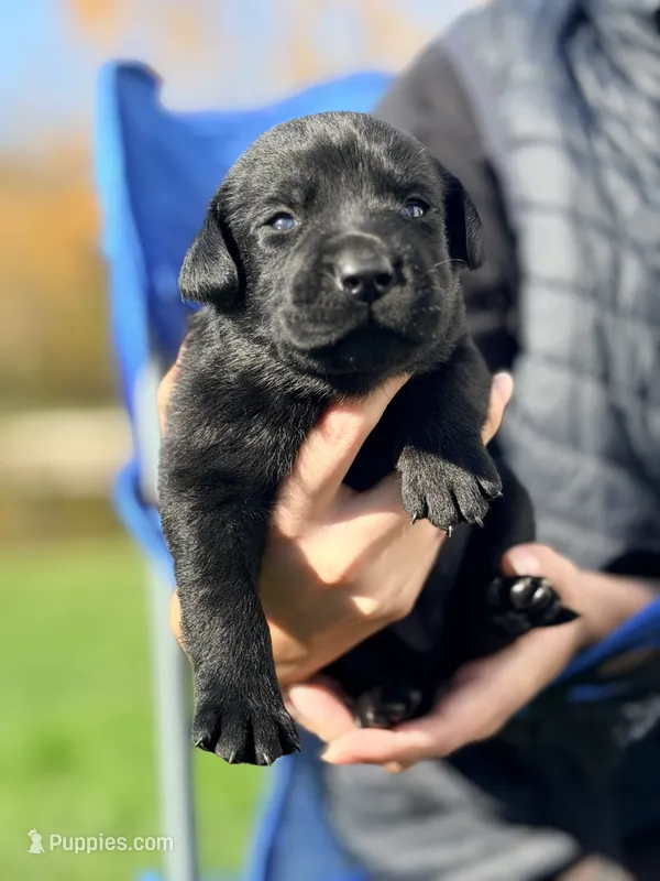Black - Female – Labrador Retriever puppy for sale in Reedsville, WI