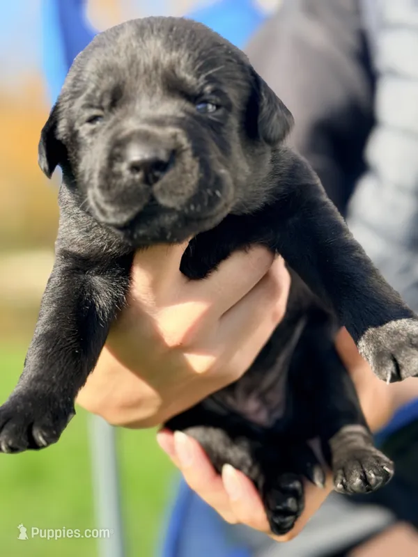 Black - Male – Labrador Retriever puppy for sale in Reedsville, WI