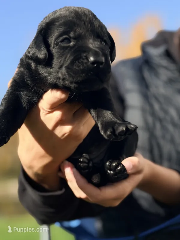 Black Female – Labrador Retriever puppy for sale in Reedsville, WI