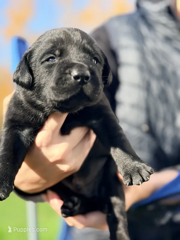 Black - Female – Labrador Retriever puppy for sale in Reedsville, WI