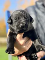 Black    -female , a female Labrador Retriever for sale in Reedsville, WI – 1 of 1