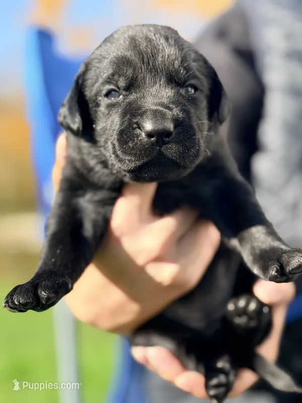 Black- Male – Labrador Retriever puppy for sale in Reedsville, WI