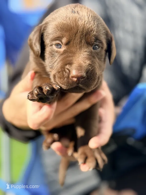 Chocolate Female  – Labrador Retriever puppy for sale in Reedsville, WI