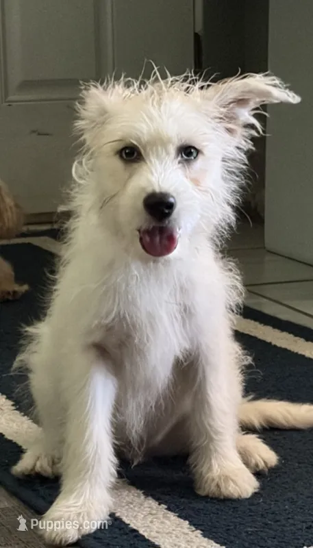 Bella – Siberian Husky, Yorkshire Terrier puppy for sale in Calumet City, IL