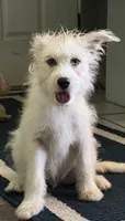 Bella, a female Siberian Husky and Yorkshire Terrier for sale in Calumet City, IL – 1 of 1