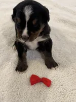 Red Collar- Peanut , a female Bernese Mountain Dog for sale in Signal Mountain, TN – Photo 4 of 4