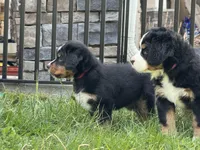 Red Collar- Peanut , a female Bernese Mountain Dog for sale in Signal Mountain, TN – Photo 3 of 4
