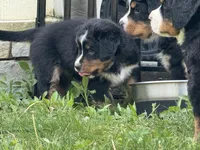 Red Collar- Peanut , a female Bernese Mountain Dog for sale in Signal Mountain, TN – Photo 2 of 4