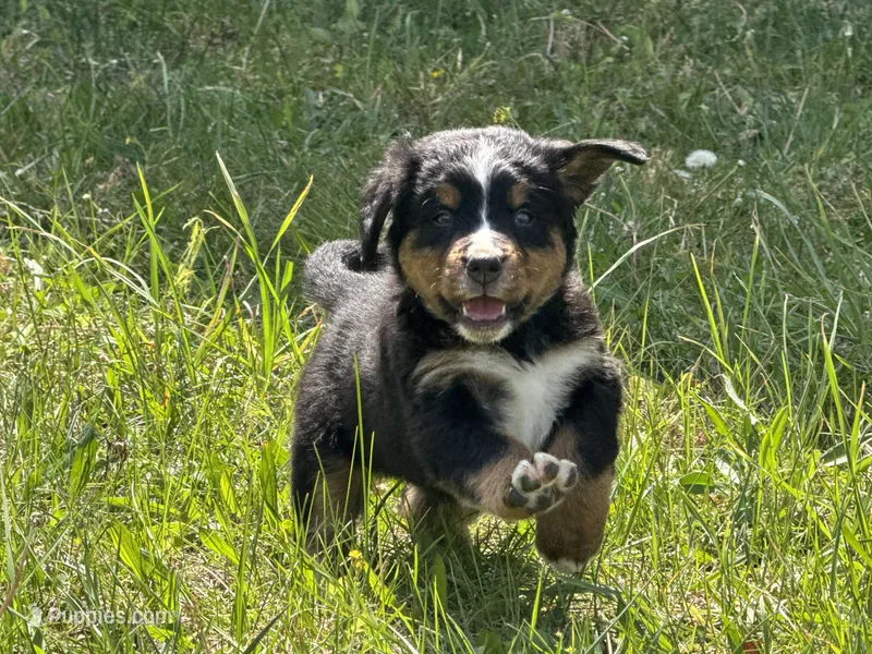 Red Collar- Peanut  – Bernese Mountain Dog puppy for sale in Signal Mountain, TN