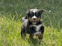 Red Collar- Peanut , a female Bernese Mountain Dog for sale in Signal Mountain, TN – Photo 1 of 4