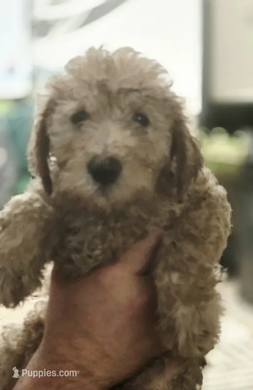 Lola – Goldendoodle puppy for sale in Providence, RI
