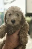 Sam, a male Goldendoodle for sale in Providence, RI – 1 of 4
