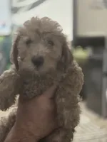 Sam, a male Goldendoodle for sale in Providence, RI – 4 of 4