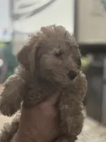 Sam, a male Goldendoodle for sale in Providence, RI – 2 of 4