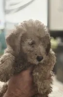 Sam, a male Goldendoodle for sale in Providence, RI – 3 of 4