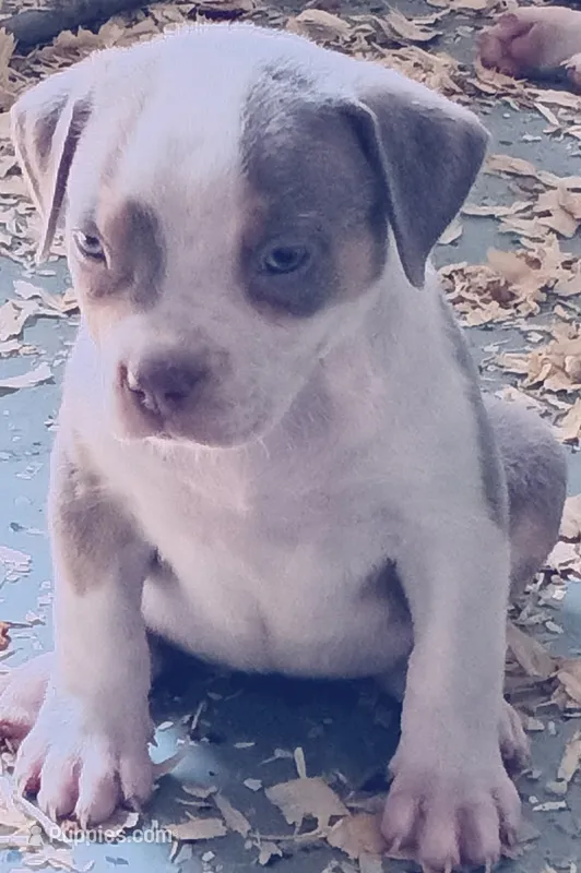 Cookies N Cream – American Bully puppy for sale in Antioch, CA