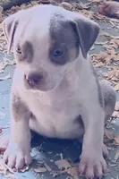 Cookies N Cream, a female American Bully for sale in Antioch, CA – 1 of 8