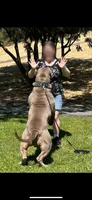 Cookies N Cream, a female American Bully for sale in Antioch, CA – 8 of 8
