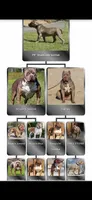 Cookies N Cream, a female American Bully for sale in Antioch, CA – 7 of 8