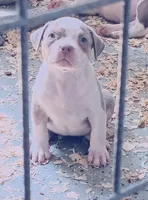 Cookies N Cream, a female American Bully for sale in Antioch, CA – 2 of 8