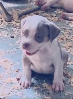 Cookies N Cream, a female American Bully for sale in Antioch, CA – 3 of 8