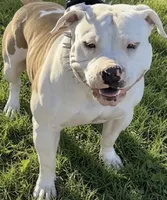 Cookies N Cream, a female American Bully for sale in Antioch, CA – 4 of 8