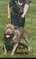 Cookies N Cream, a female American Bully for sale in Antioch, CA – 6 of 8