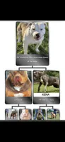 Cookies N Cream, a female American Bully for sale in Antioch, CA – 5 of 8