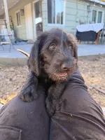 Lola , a female Labradoodle for sale in Sacramento, CA – 2 of 4