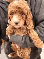 Millie , a female Miniature Goldendoodle for sale in Sacramento, CA – Photo 5 of 6