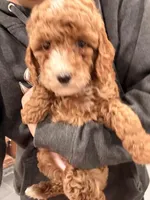 Millie , a female Miniature Goldendoodle for sale in Sacramento, CA – Photo 1 of 6