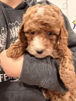 Millie , a female Miniature Goldendoodle for sale in Sacramento, CA – Photo 4 of 6